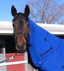Horse Cooling Image